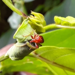 Paratrachelophorus nodicornis