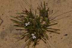 Stylidium repens