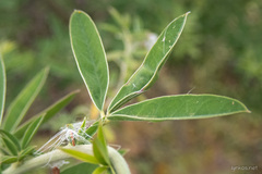 Chamaecytisus prolifer