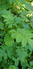 Sorbus scopulina