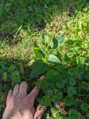 Clematis