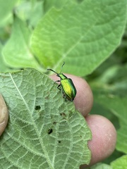 Metopoceris alternans