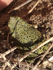 Anaxyrus debilis