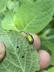 Metopoceris alternans