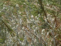 Pseudognaphalium beneolens
