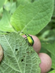 Metopoceris alternans