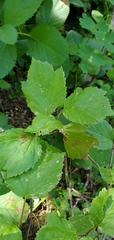 Viburnum edule
