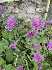 Centaurea jacea