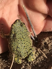 Anaxyrus debilis