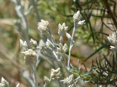 Pseudognaphalium beneolens