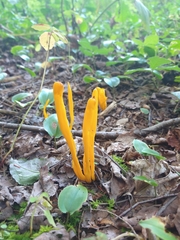 Clavariaceae