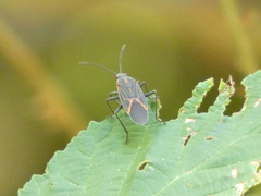 Boisea rubrolineata