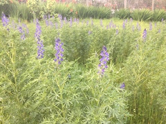Lupinus angustifolius
