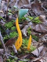 Clavariaceae