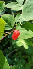 Lonicera utahensis