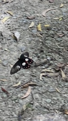 Pachliopta polydorus