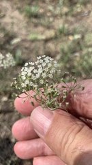 Falcaria vulgaris