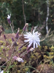 Lactuca sibirica
