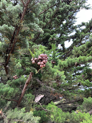 Cupressus