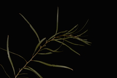 Acacia signata