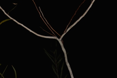 Acacia signata