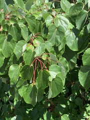 Idesia polycarpa