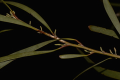 Acacia signata