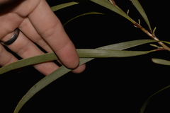 Acacia signata