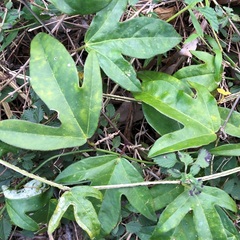Passiflora pallida