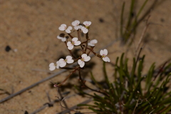 Stylidium kalbarriense