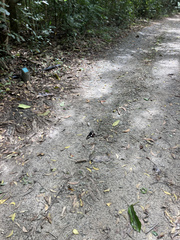 Pachliopta polydorus