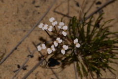 Stylidium kalbarriense
