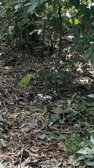 Pachliopta polydorus