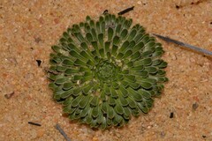 Stylidium ponticulus