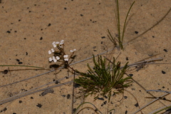 Stylidium kalbarriense