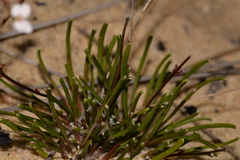 Stylidium kalbarriense