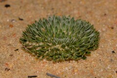 Stylidium ponticulus