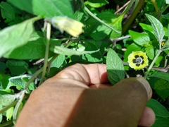 Physalis longifolia