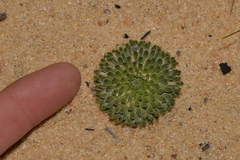 Stylidium ponticulus