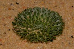 Stylidium ponticulus