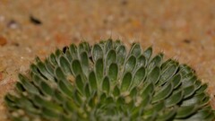 Stylidium ponticulus
