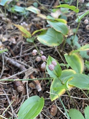 Maianthemum canadense