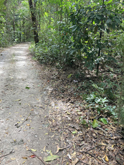 Pachliopta polydorus