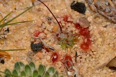 Drosera rechingeri
