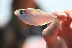 Leiognathidae