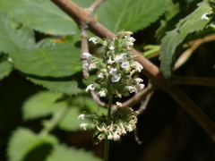 Nepeta cataria