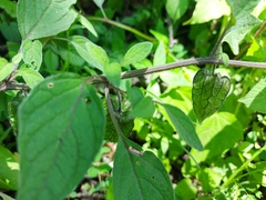 Physalis longifolia