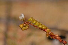 Drosera rechingeri