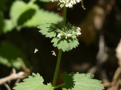 Nepeta cataria