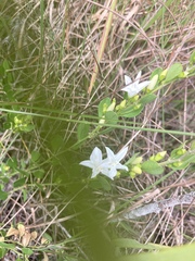 Jacquemontia curtissii